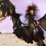 How to bet on cockfighting in practice